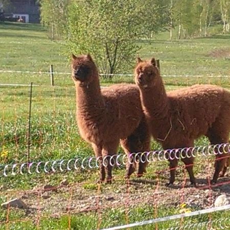Familie Meimer Hofing Zewnętrze zdjęcie